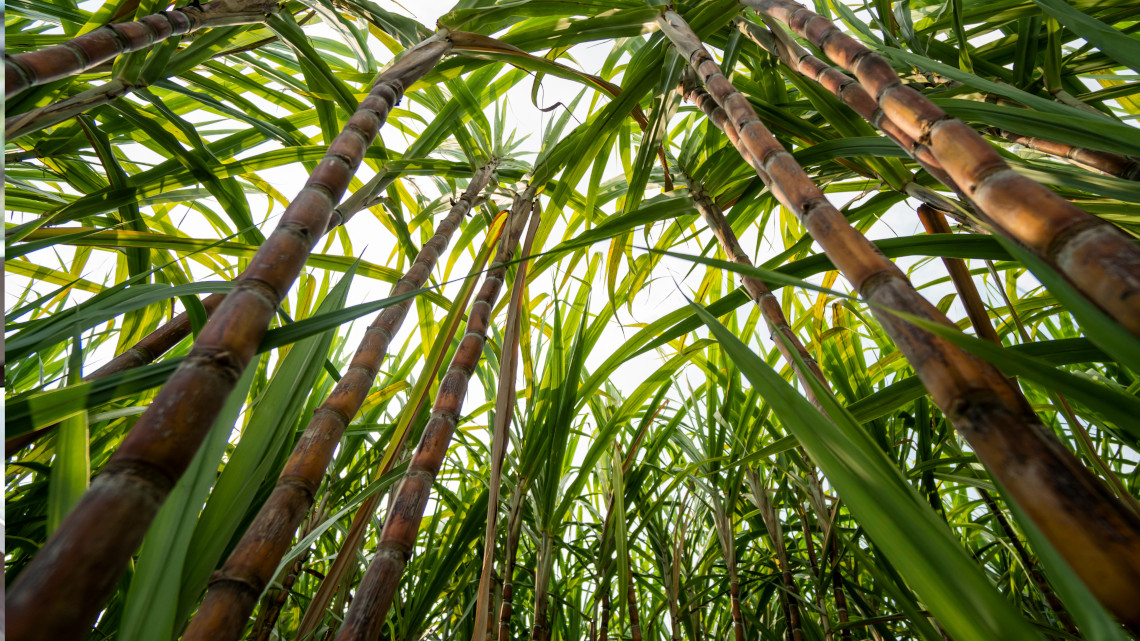 Sugarcane eco-friendly packaging materials