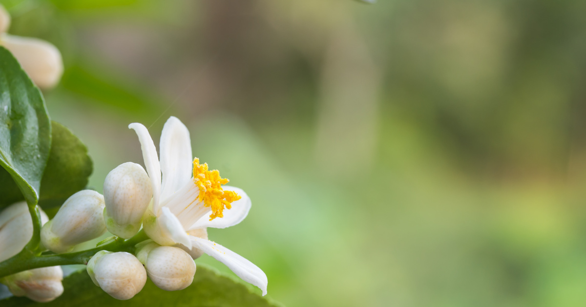 NEROLI (ORANGE BLOSSOMS) ESSENTIAL OIL